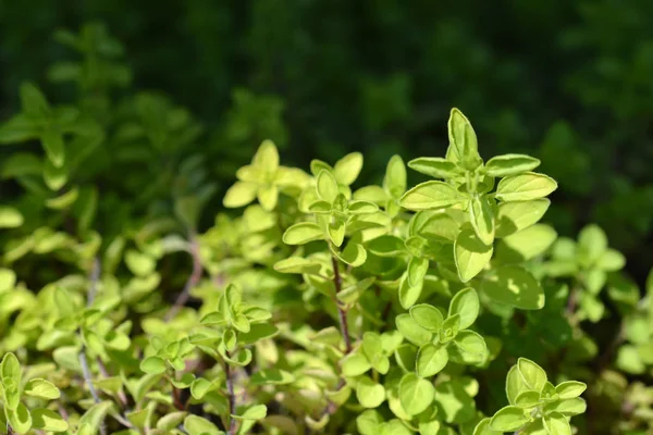 Tijm close-up — Stockfoto