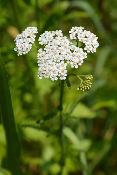 Yarrow de cerca —  Fotos de Stock