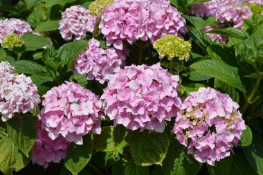 Pembe Ortanca çiçekleri