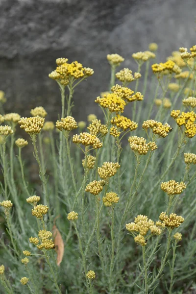 Mediterranean flowers close up — Stock Photo, Image