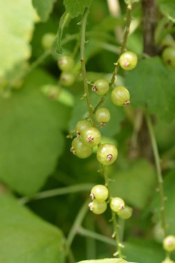 olgunlaşmamış Frenk üzümü