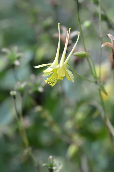 Gyllene columbine närbild — Stockfoto