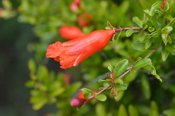 Flor de granada enana —  Fotos de Stock