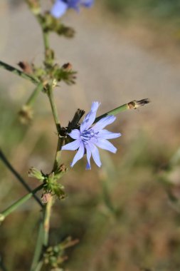 Mavi hindiba çiçek