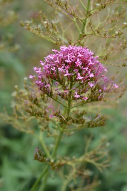 Kırmızı kediotu çiçeği