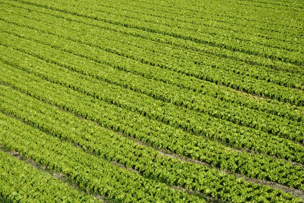 Campo di insalata — Foto Stock