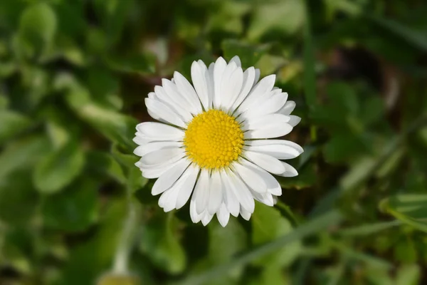 Ortak papatya — Stok fotoğraf