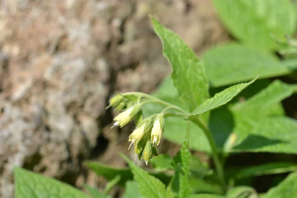 Tuberous comfrey — Stock Photo, Image