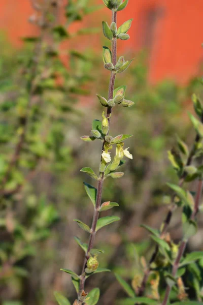 Germander amarillo — Foto de Stock