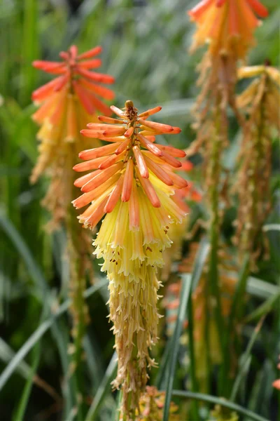 Red Hot Poker Παπάγια γρανίτα — Φωτογραφία Αρχείου