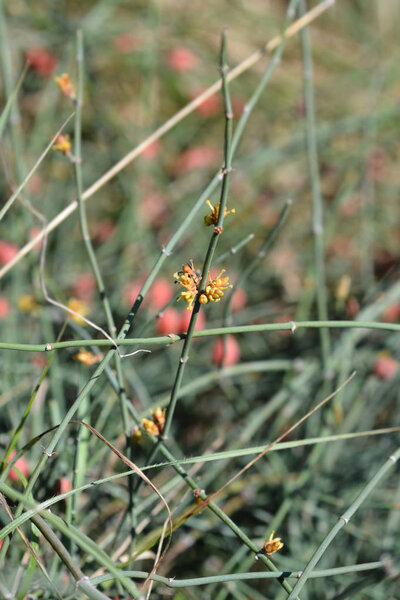 Leafless ephedra