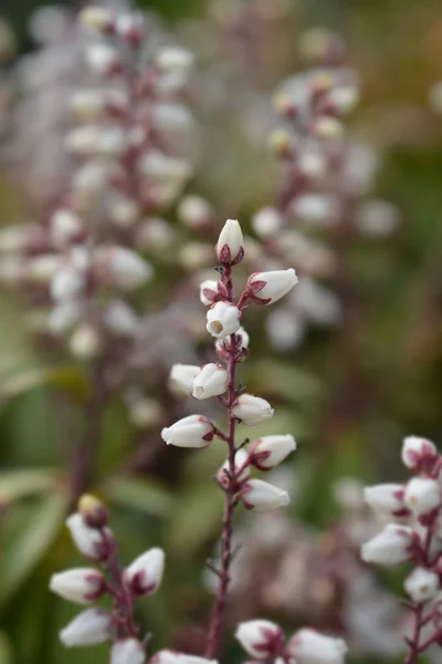 Japán pieris tábortűz — Stock Fotó