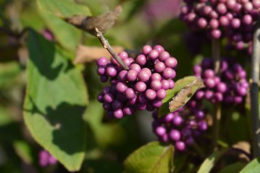 Beautyberry Profusion