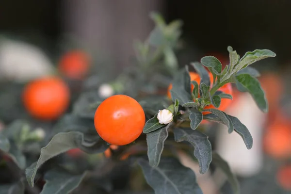 False Jerusalem cherry — Stock Photo, Image