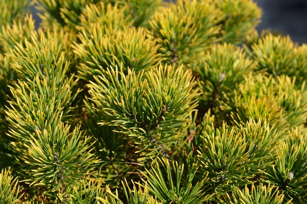 Carstens Wintergold Mountain Pine — Stock Photo, Image