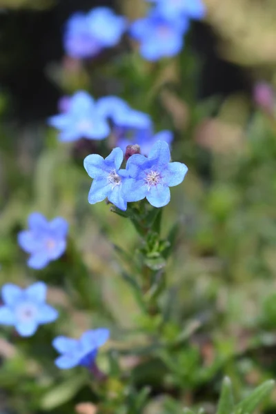 Scrambling gromwell — Stock Photo, Image