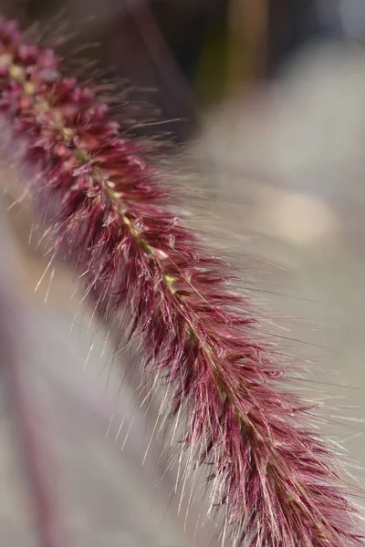 Purple Fountain Grass — Stock Photo, Image