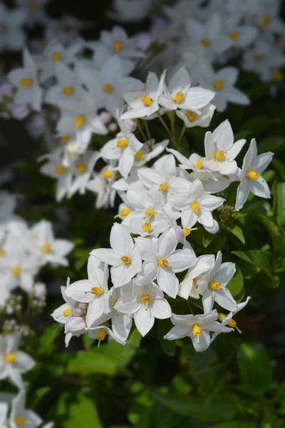 Potato vine — Stock Photo, Image