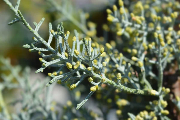 Blue Arizona Cypress — Stock Photo, Image