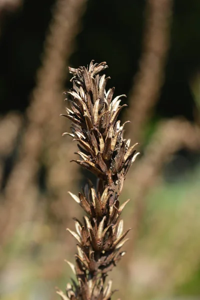 Nachtkerze — Stockfoto