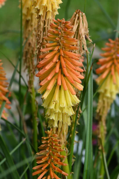 Red Hot Poker Παπάγια γρανίτα — Φωτογραφία Αρχείου