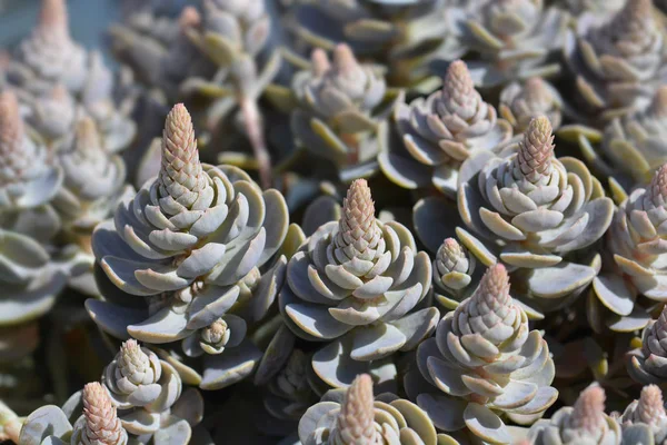 Orostachys Chinese Hat — Stock Photo, Image