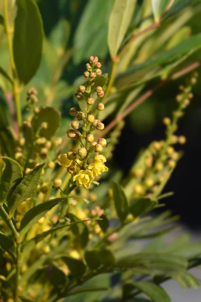 Narihiri Mahonia — Foto Stock