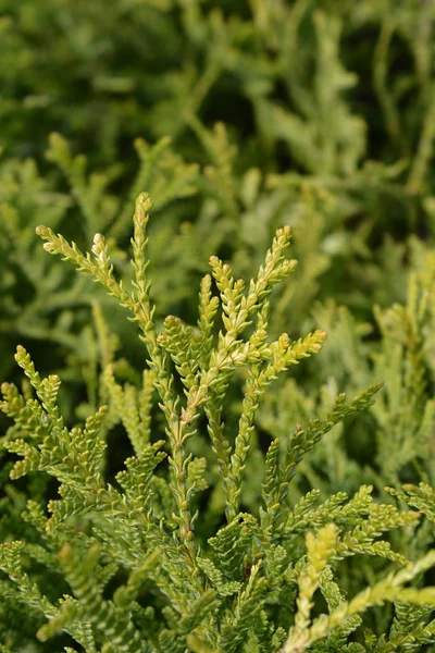 일본 thuja — 스톡 사진