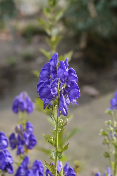 Variegated monkshood Stock Image