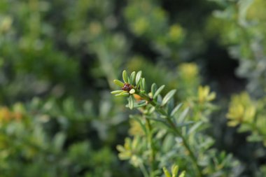 Tazmanya podocarp Mavi Mücevher
