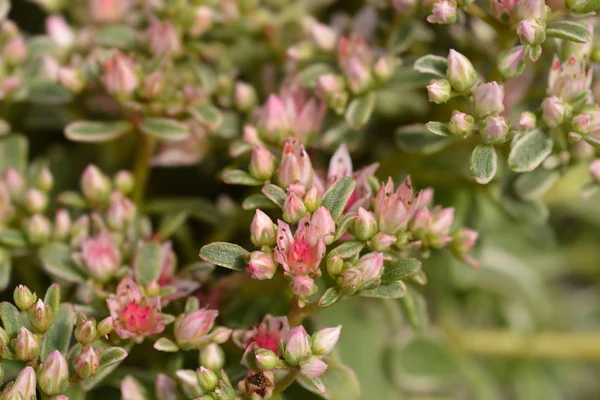 Stonecrop Pink Seduction — Stock fotografie