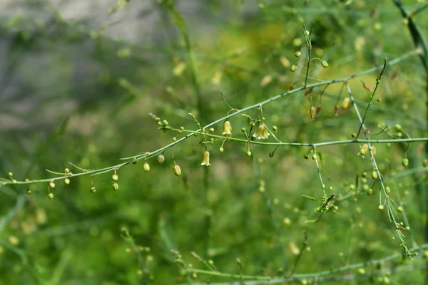 Szparagi oligoclonos — Zdjęcie stockowe