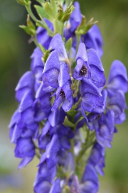 Değiştirilmiş boğanotu
