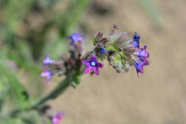 Ortak bugloss