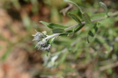 Balkan endemik mavi çiçek