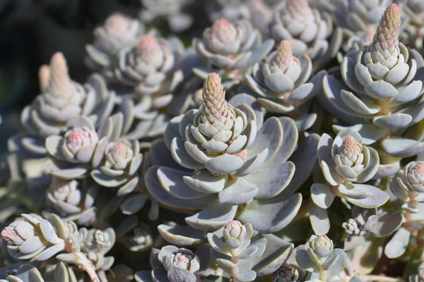 Orostachys Sombrero Chino — Foto de Stock