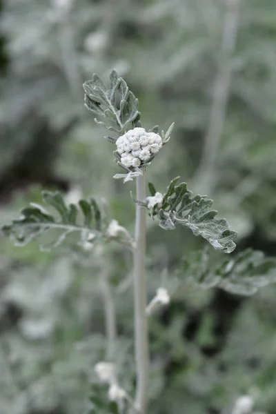 Ragwort plata Cirrus — Foto de Stock