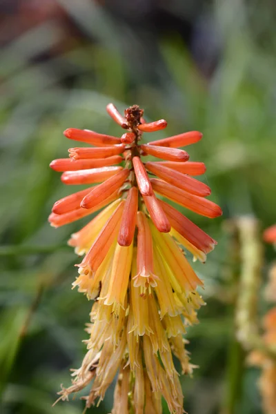 Red Hot Poker Papaya Popsicle — Stock Photo, Image