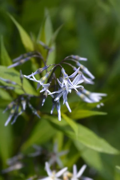 Blue dogbane — Stock Photo, Image