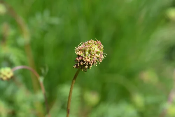 Burnet saláta — Stock Fotó