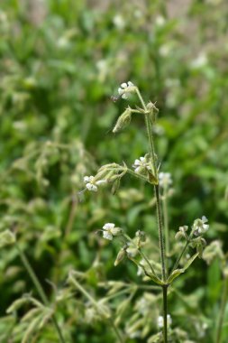 Kafa sallama sineği