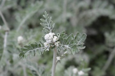Gümüş turp sirki.
