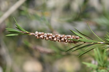 Cüce şişe fırçası