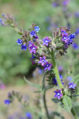 Ortak bugloss