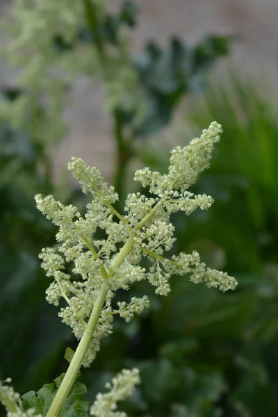 Ruibarbo de jardín — Foto de Stock