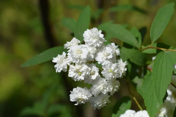 Spiraea di Double Reeves — Foto Stock