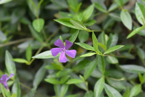 Lesser periwinkle — Stockfoto