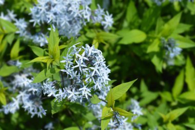Mavi dogbane