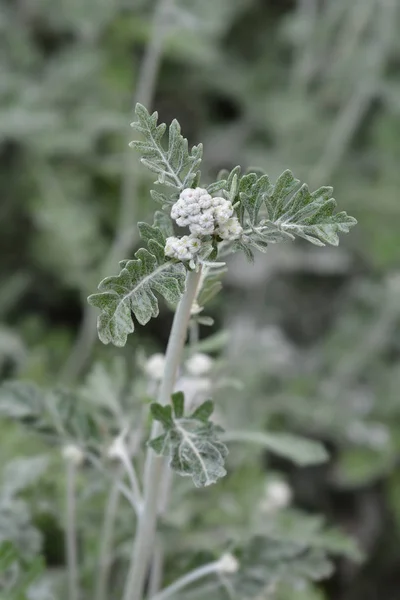 Cirrus stříbrný ragwort — Stock fotografie