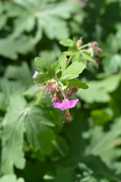 Skała Cranesbill — Zdjęcie stockowe